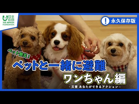 【ペット防災】ペットと一緒に避難 ワンちゃん編 -災害 あなたができるアクション-【子犬】