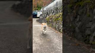 急にスイッチが入るワンコ #柴犬 #田舎暮らし #dog #shibadog