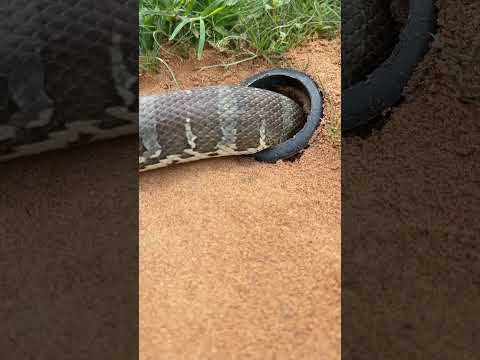 Simple Easy Snake Trap using hammer & hole#buildsnaketrap