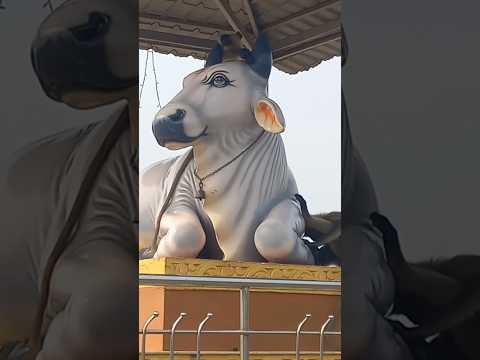 इन बेजुबानों को कोई फर्क नही पड़ेता क्या आप पास #shorts #cow #animals  #cowlover #shortvideo