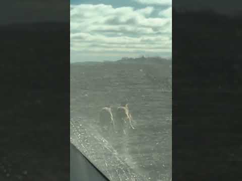 Crazy Pups Chase Down Coyote #hunting#Coyotehuntingwithgreyhounds#Dogs#huntingdogs#coyotes