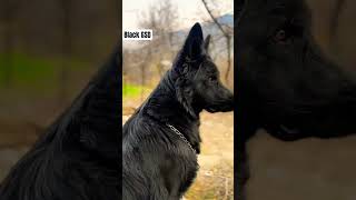 Black Shepherd #gsd #germanshepherd #blackwolf #blackgsd #shepherd #dog #dogslove #pets #wolffamily