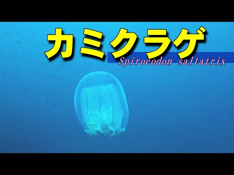 Jellyfish with 100 eyes / Spirocodon saltator