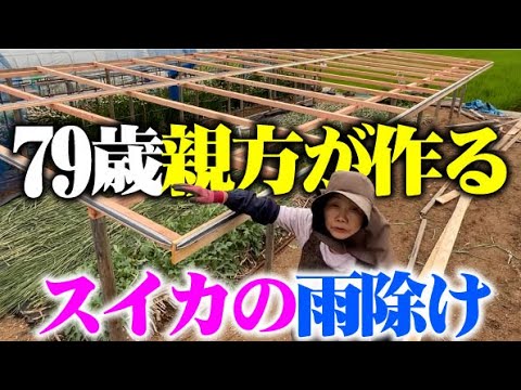 【電池が切れるまで作りました】花が咲くまでに露地スイカに雨よけを作る【大玉スイカ】【羅皇】【雨よけ】