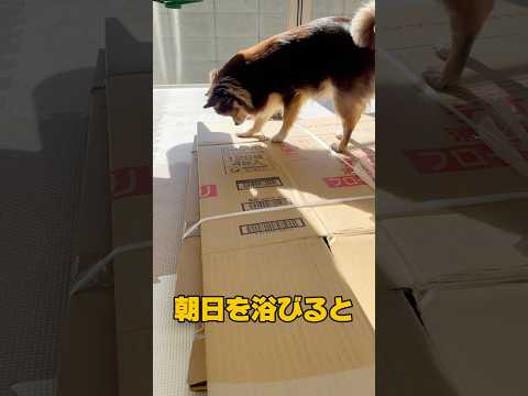 幸せホルモンの妄想 #1129 #dog #チワワ #チワックス