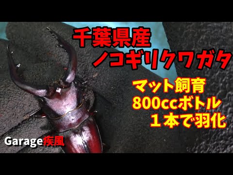 千葉県産　ノコギリクワガタ羽化　マット飼育　#クワガタ #カブトムシ