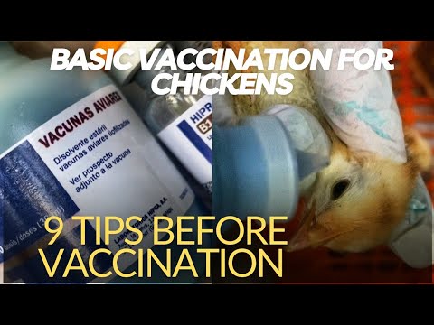 Paanu Mag BAKUNA ng mga Manok? Vaccination Program for Chicken