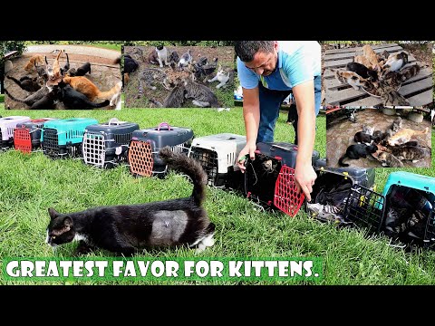 I'm not trying to extinct kittens, I'm trying to rescue their lives.