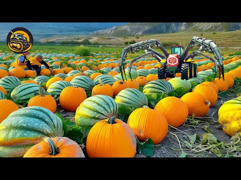 How To Consistently Gain Big Pumpkin Harvest - Agriculture with Grand Machine