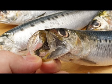 鰯（イワシ）のさばき方と酢締め（シメイワシ）の作り方