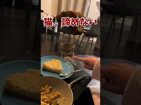 ネッコの動画で癒されたら寝ろｗｗｗ　#2ch #2ch動物スレ #2ch面白いスレ #動物 #犬 #猫 #癒やし