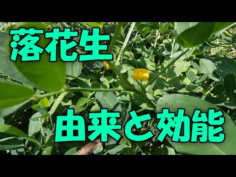 【落花生】落花生の由来と効能