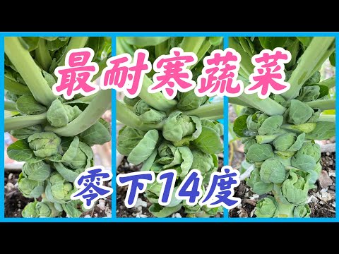 最耐寒的蔬菜--孢子甘蓝，可以耐受零下摄氏14度的蔬菜。