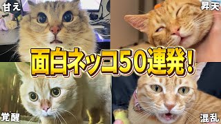 【2ch動物スレ殿堂入り猫編】ツッコミどころ満載なおもしろ猫動画50連発！Part10（鳴き声、しゃべる、子猫、かわいい）