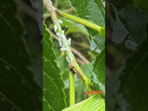 Eradicating citrus flatid planthopper with repeated spraying 2-3 times. 미국선녀벌레는 2-3회 반복 살포로 근절