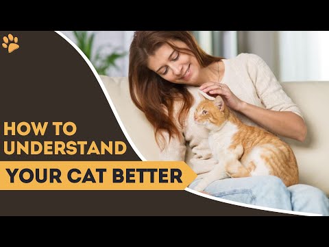 HOW TO UNDERSTAND YOUR CAT BETTER