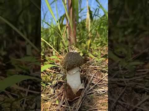 Amazing mushroom !!!!