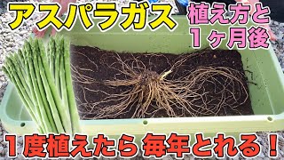 【アスパラガスの植え方・育て方】１度植えたら毎年とれる！２週間・１ヵ月後の様子を見てみよう！