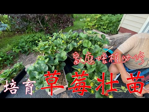 【渔耕笔记】种草莓 | 家庭繁殖草莓壮苗 匍匐茎高效培植 壮苗丰产