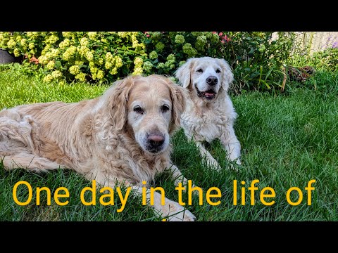 One day in the life of my dogs and cat🐈😺