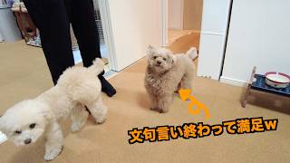 忘年会で帰りが遅いパパを待ちすぎて犬語で文句を言いまくる兄妹犬【トイプードル】