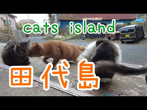 阿部ツ商店前で猫とお母さんのお話をおすそわけ前編A story about a cat and its mother in front of Abetsu shop【田代島】【２０２４冬】【猫島巡り】