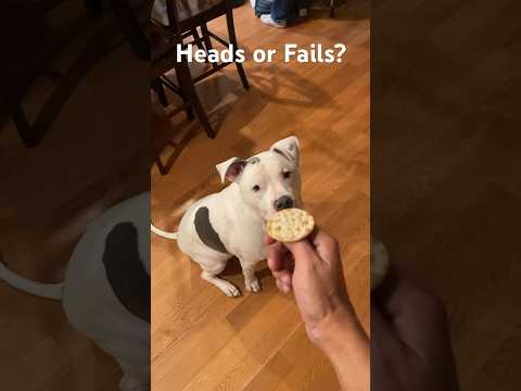 Canine Coin Flip - Heads or Fails? Round 1 #dog