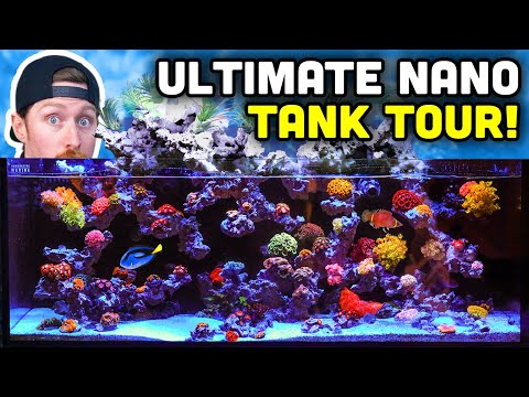 INCREDIBLE Desktop Nano Tank Tour with UNIQUE Aquascape!