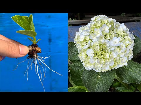 Tips for growing hydrangeas with one small eye