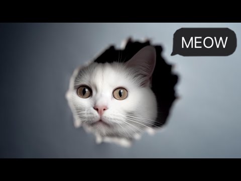 Cat Meows to Call Your Cat | Real Cat Sound | Cat Voice