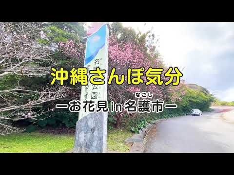 沖縄さんぽ気分～お花見in名護市～