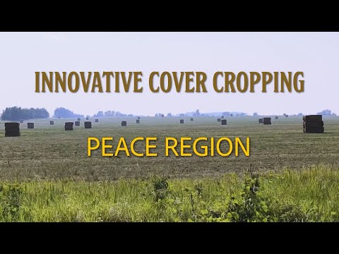 Innovative Cover Cropping in BC - Peace Region