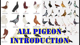 Introduction Of All Pigeons Breeds | All Fancy Pigeon Breeds In One Video | Pigeon Breeds With Name