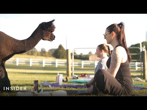 Alpaca Yoga Near NYC | Everyday Adventurer | Insider