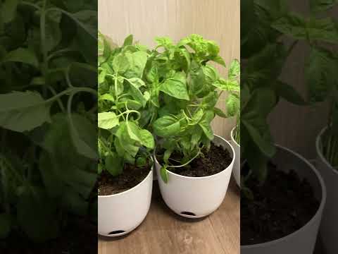 My Indoor Plant Farm of Mint, Basil, Rosemary and Wheatgrass