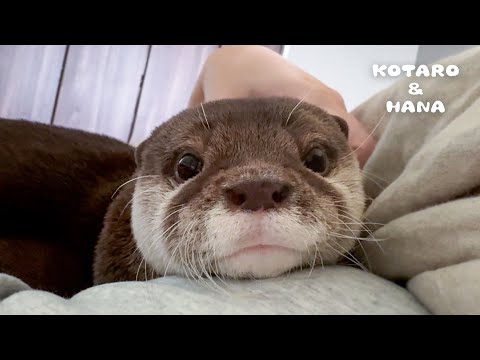 Adult Otter Shows His Baby Side with Cute Whining