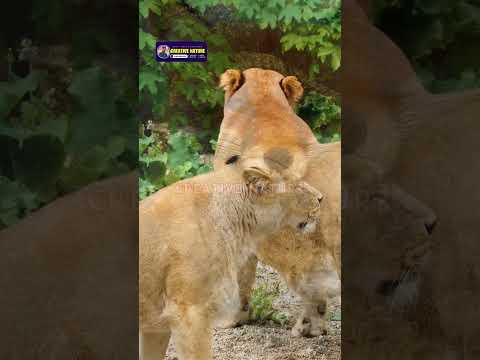 You Won't Believe This Close Scene of Animals | Creative Nature