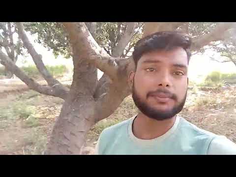 50 साल पुराना बाग . Old 50 Year Bag. My Second Vlog #mysecondvlog #mysecondvlogviral