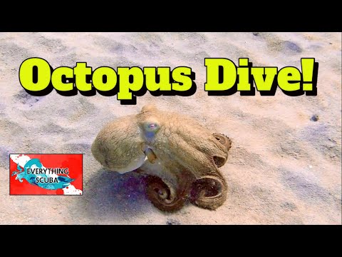 Octopus Dive (Cane Bay, St. Croix, USVI)