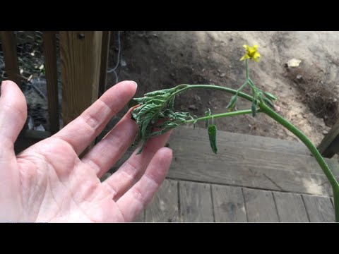 Rooting a Tomato Stem | Stem Breaks Off Tomato Plant | Tomato Cutting Grows Roots