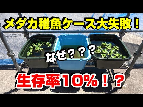 【失敗】メダカの繁殖でやらかした・・・なぜ？？？【メダカのビオトープ】