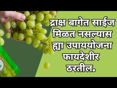 shrihari ghumare |द्राक्ष बागेत साईज मिळत नसल्यास ह्या उपाययोजना फायदेशीर ठरतील.