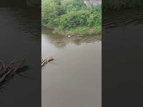 Natural Border River Bug #travelvlog #poland #belarus #border #river #nature