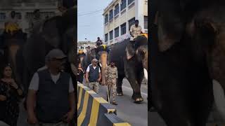 Royal Walk 🐘 in Namma Mysuru | Mysuru Dasara 2024 | Uj Media |