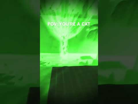 -POV- :YOU'RE A CAT