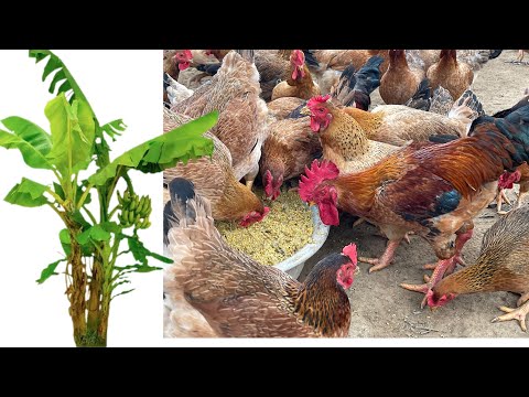 How to ferment banana plants as food for livestock and poultry - Chicken Farm