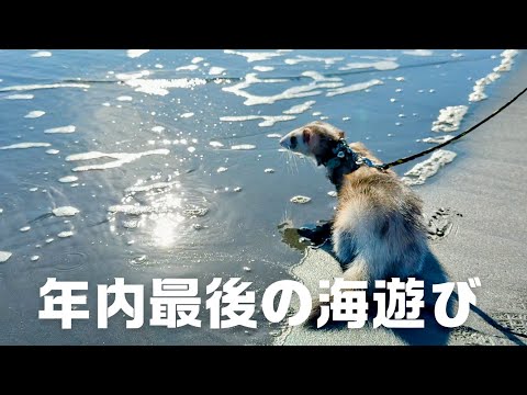 フェレットとずぶ濡れ海遊びの記録2024🍂【ferret#1696】