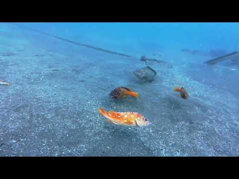 【ダイビング】大瀬崎のハナダイパラダイス🐠