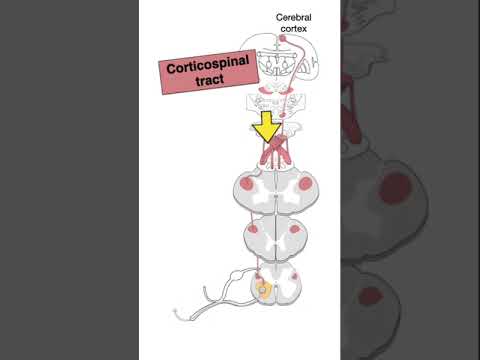 Tracts and Nerves #shorts  #anotomy #biology #brainanatomy