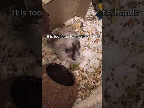 My Hamster Tries a Grape for the First Time! 🐹🍇 #hamster #cute #food #tastetest